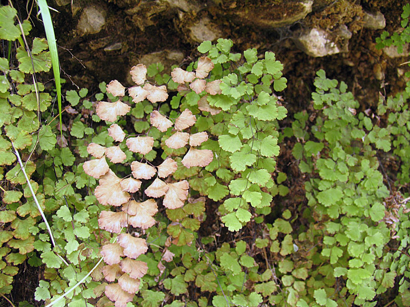 Adiantum capillus-veneris / Capelvenere